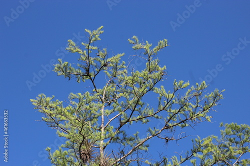 pond cypress tree and blue sky photo