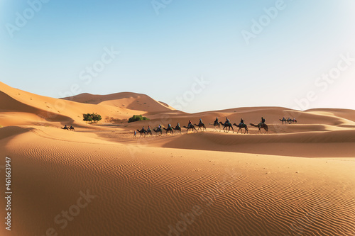 A caravan of camels moves through the dunes of the Sahara desert in Morocco