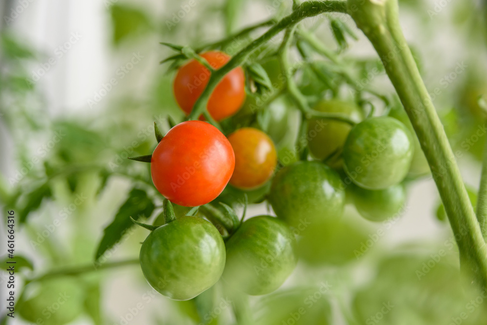 Growing cherry tomatoes close up. Green unripe and red ripe