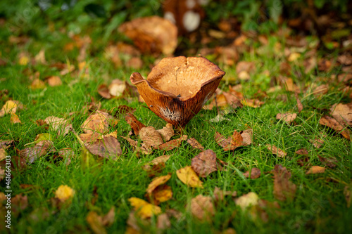 Agaric mushroom photo