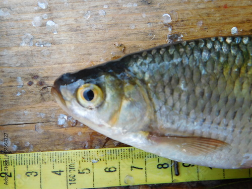 common rudd Scardinius erythrophthalmus is a bentho-pelagic freshwater fish, widely spread in Europe and middle Asia freshwater cyprinid species fish yellow eye and red fins photo