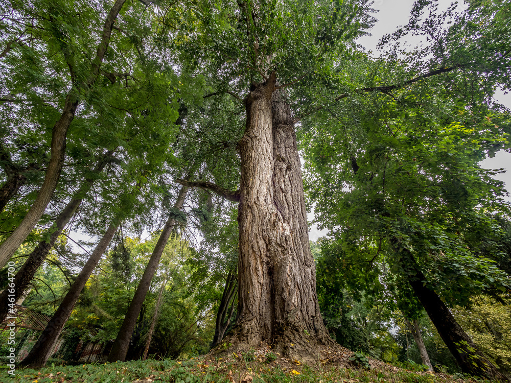 Majestic tree in the park of Donji Mihojac castle in Croatia Majestic tree in the park of Donji Mihojac castle in Croatia