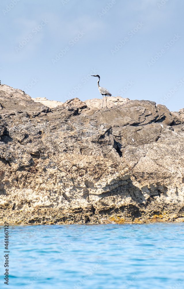 Oiseau échassier sur une petite ile , un ilot en Grèce de Tripidi tout seul