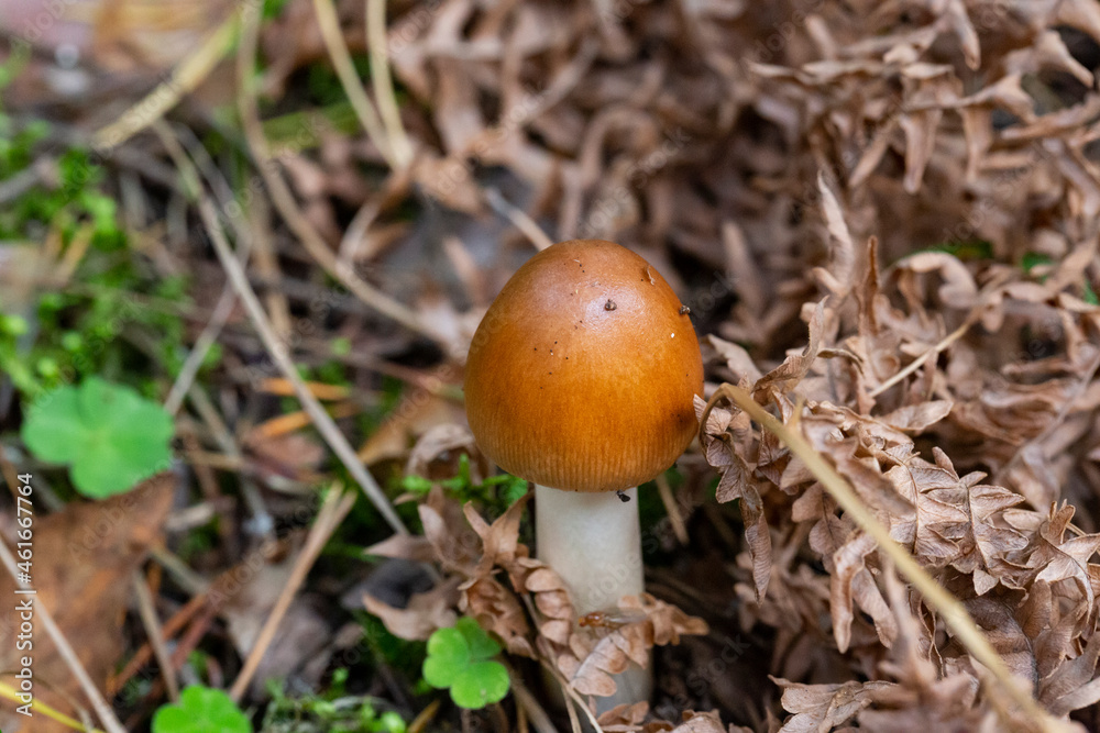 Amanita fulva mushroom, also known as the tawny grisette Amanita fulva mushroom, also known as the tawny grisette