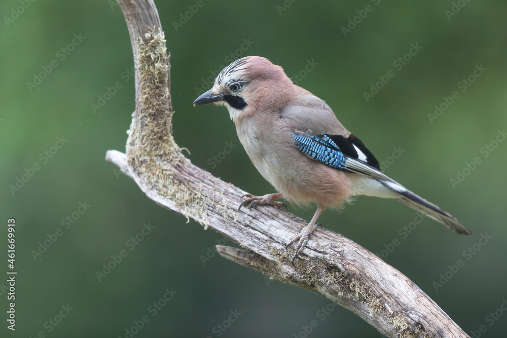 European Jay Garrulus glandarius juvenile or adult in close view European Jay Garrulus glandarius juvenile or adult in close view