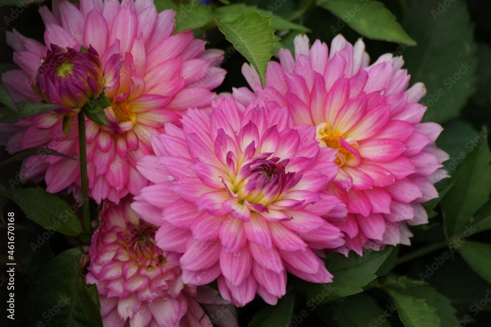 pink dahlia blossom in the garden pink dahlia blossom in the garden