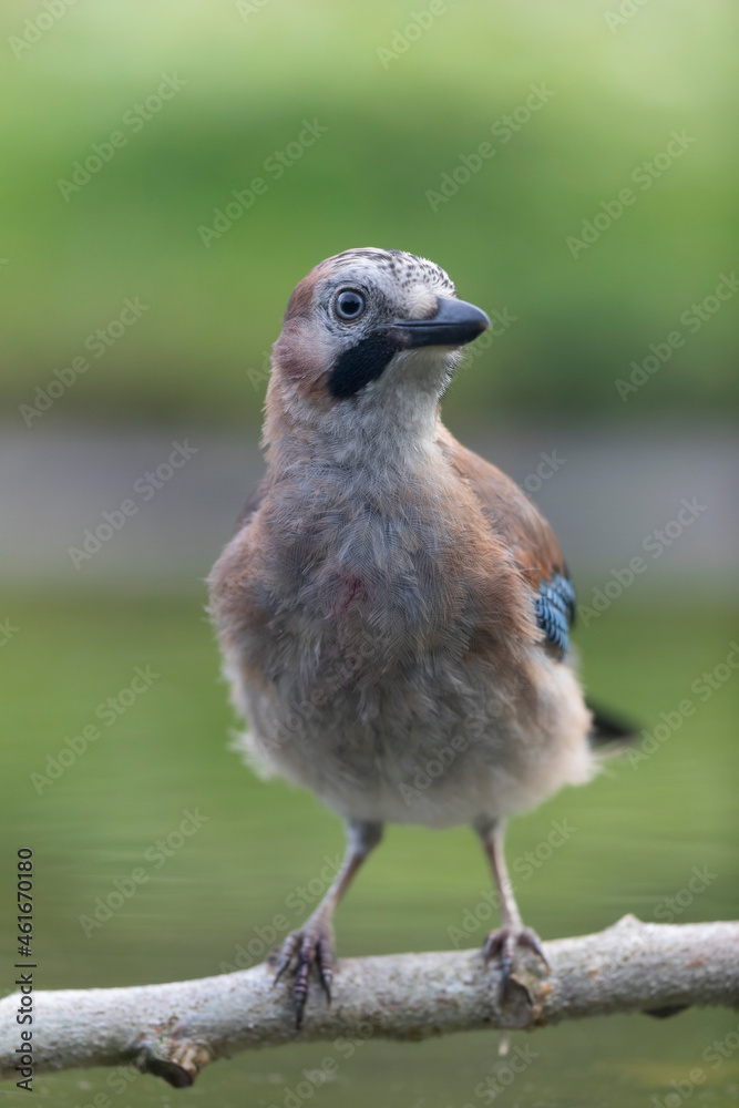 European Jay Garrulus glandarius juvenile or adult in close view European Jay Garrulus glandarius juvenile or adult in close view