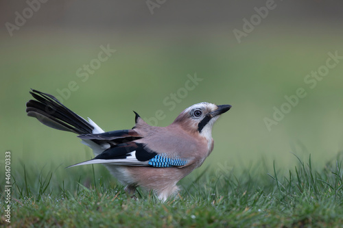 European Jay Garrulus glandarius juvenile or adult in close view