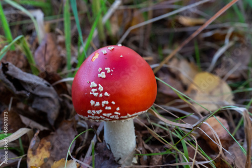 Amanita muscaria, red toadstool in the forest on september