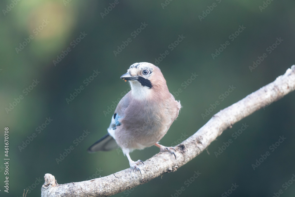 Fototapeta premium European Jay Garrulus glandarius juvenile or adult in close view