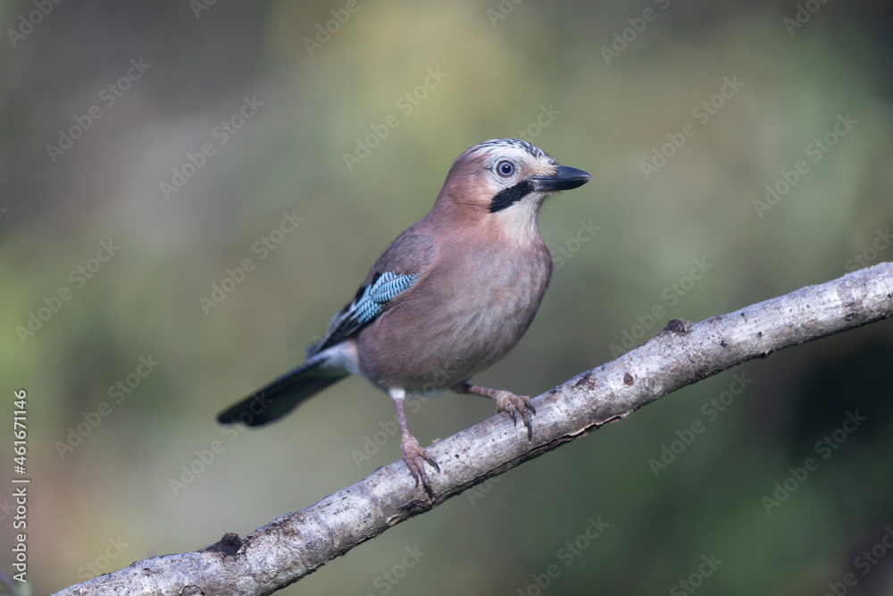 European Jay Garrulus glandarius juvenile or adult in close view European Jay Garrulus glandarius juvenile or adult in close view
