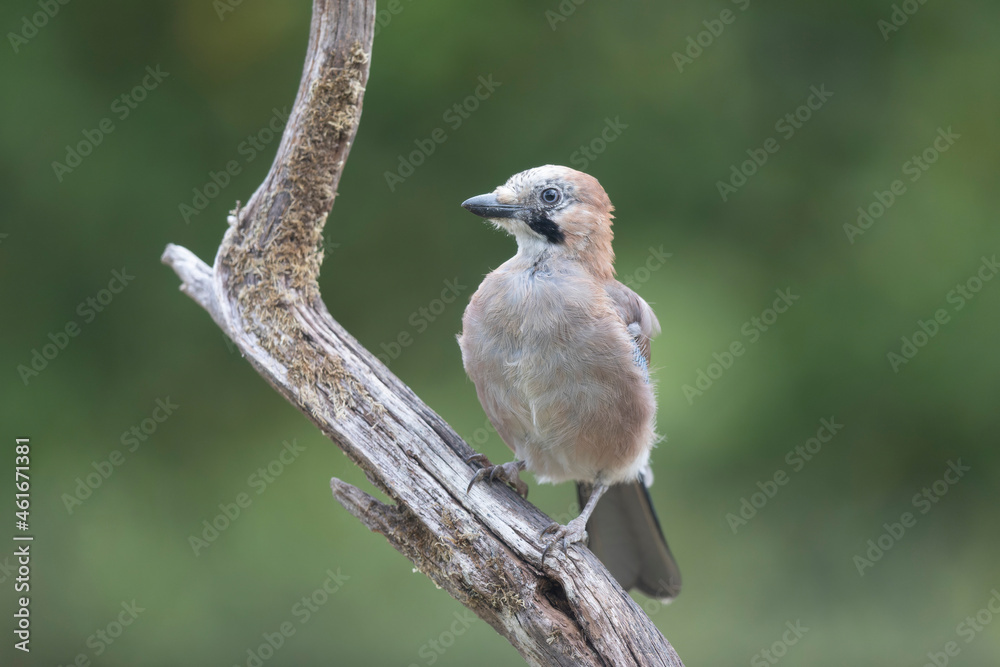 European Jay Garrulus glandarius juvenile or adult in close view European Jay Garrulus glandarius juvenile or adult in close view