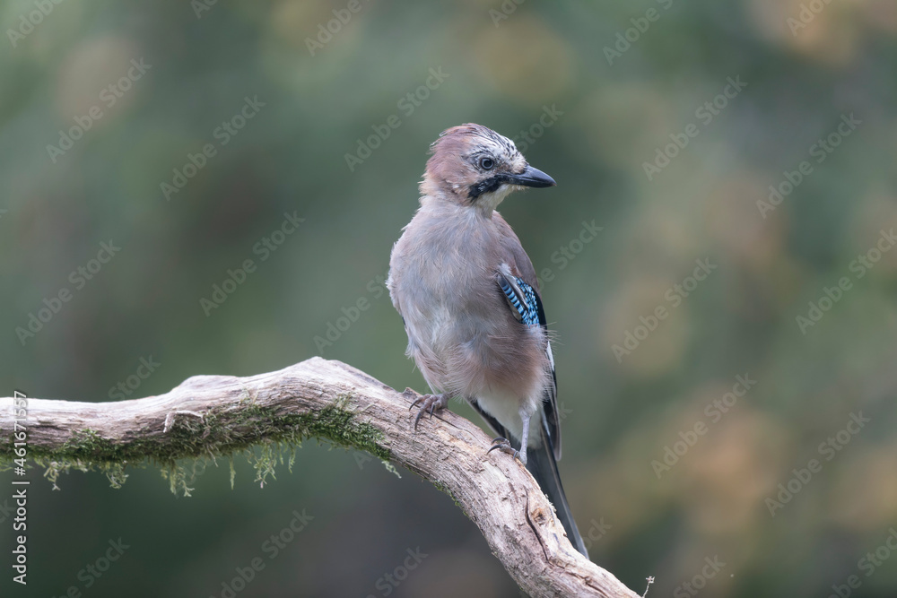 European Jay Garrulus glandarius juvenile or adult in close view European Jay Garrulus glandarius juvenile or adult in close view