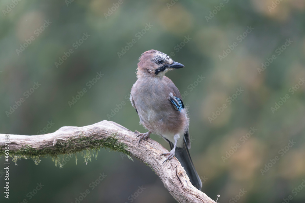 European Jay Garrulus glandarius juvenile or adult in close view European Jay Garrulus glandarius juvenile or adult in close view