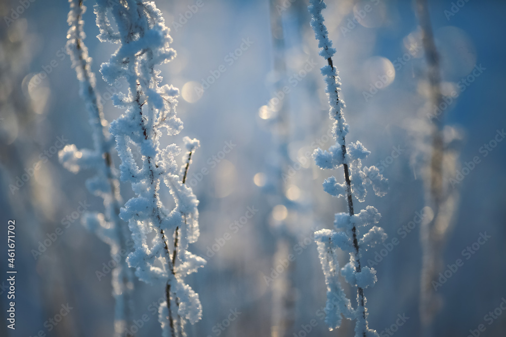 Frost Frost