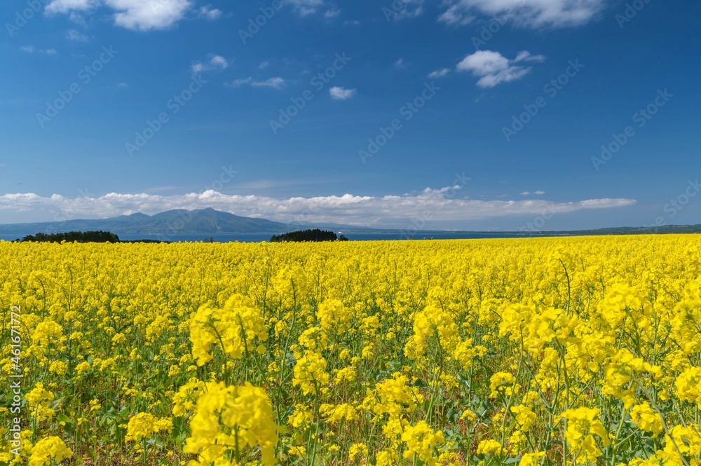 Fototapeta premium 【青森県横浜町】北国の春、下北半島では菜の花が満開