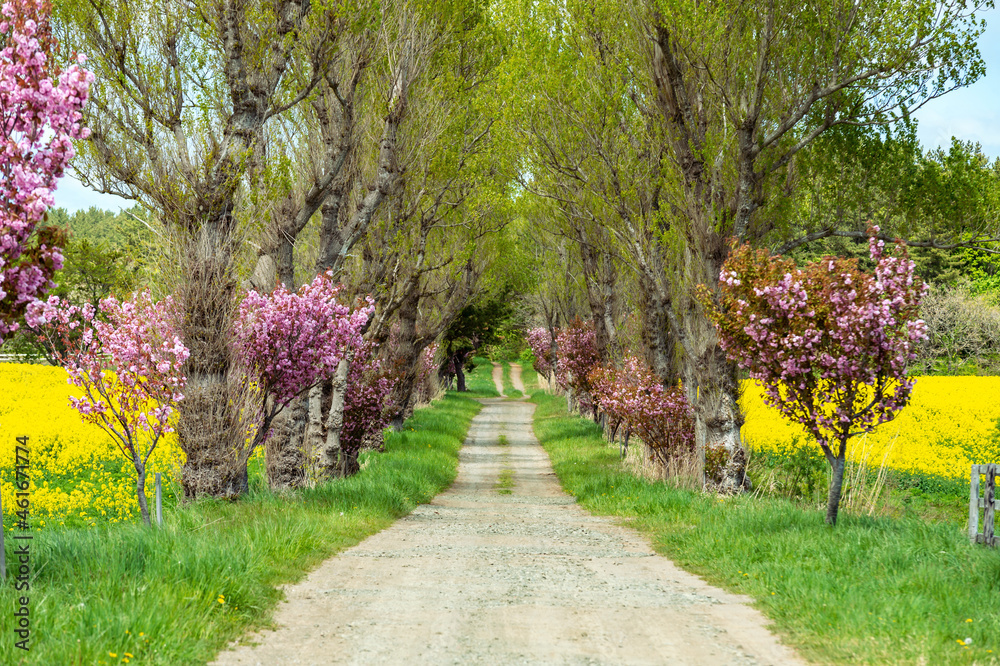 Naklejka premium 【青森県横浜町】北国の春、下北半島では菜の花が満開