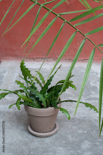 Epiphyllum anguliger in a ceramic pot photo