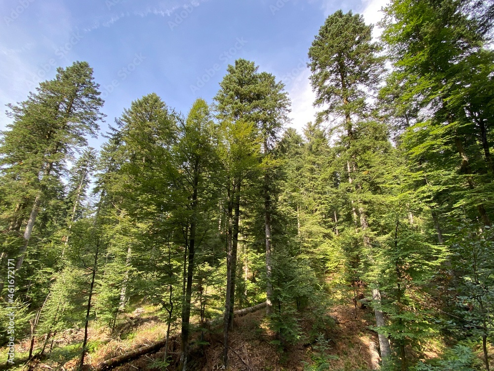 Obraz premium Mountain mixed forest next to the artificial reservoir Lokvarsko Lake or Lake Lokve - Croatia (Planinska mješovita šuma uz umjetnu akumulaciju Lokvarsko jezero ili oko Omladinskog jezera, Lokve