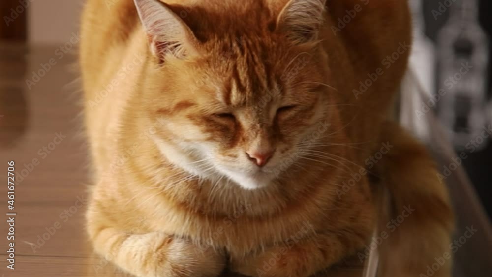 chat dormant sur une table chat dormant sur une table