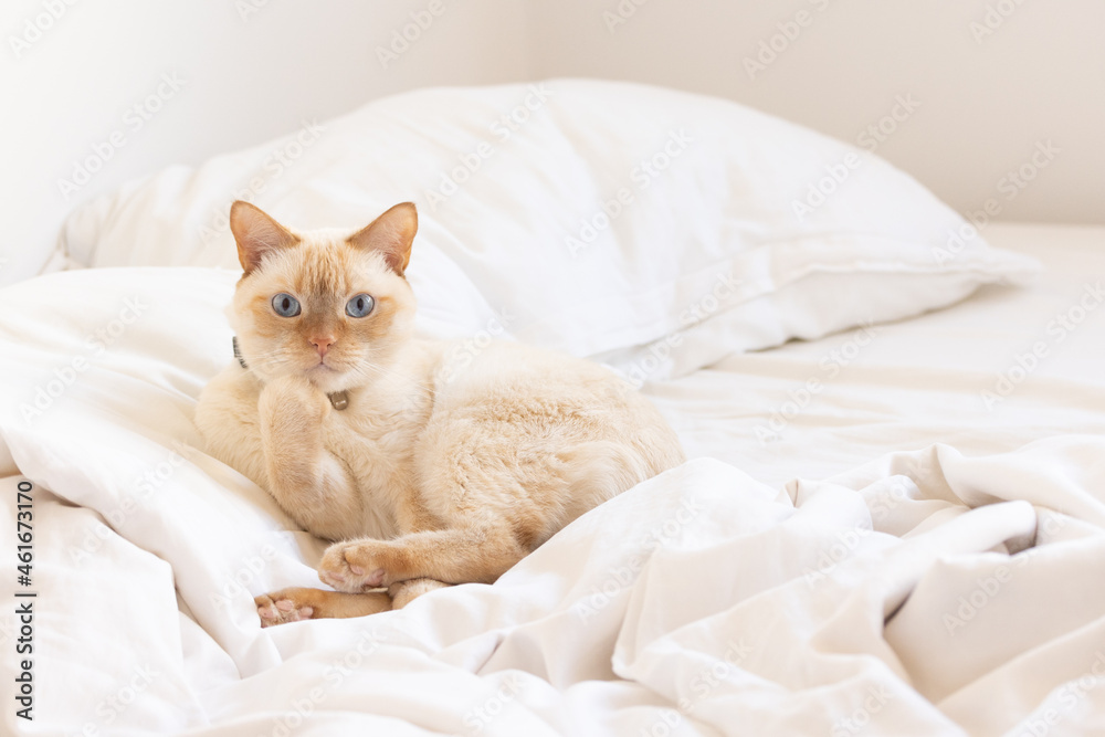 Ginger cat with blue washes, licks itself, lying on a pillow on a white bed..