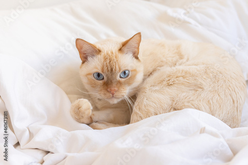 The cat lies on the bed on white linens near the pillow of the bed and looks straight.