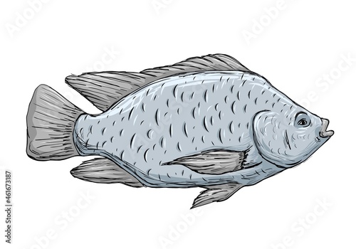 Tilapia Fish Vector fish farm