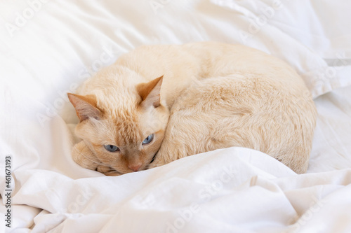 The cat lies on a white pillow in bed and thinks with open eyes.