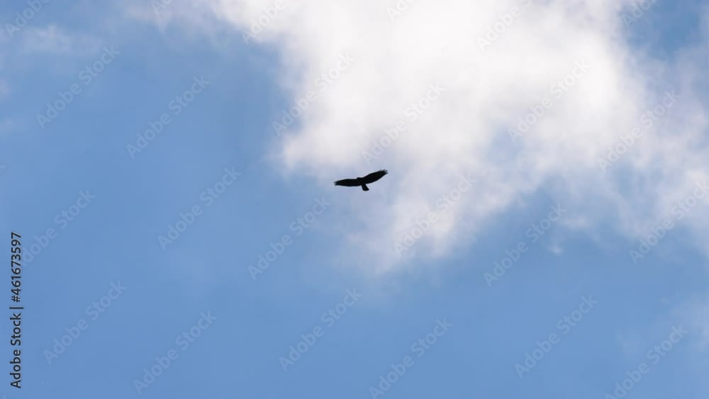 Tracking view common kestrel gliding wide spreaded wings in sunny day outdoors. High quality 4k footage birds watching. Tracking view common kestrel gliding wide spreaded wings in sunny day outdoors. High quality 4k footage birds watching.