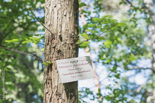 metasequoia glyptostrobus also known as redwood dawn with a plate with the scientific name of the species in Latin and Russian with Armenian photo