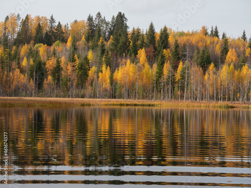 Golden autumn in Karelia. Forest by the lake, yellow foliage, good weather
