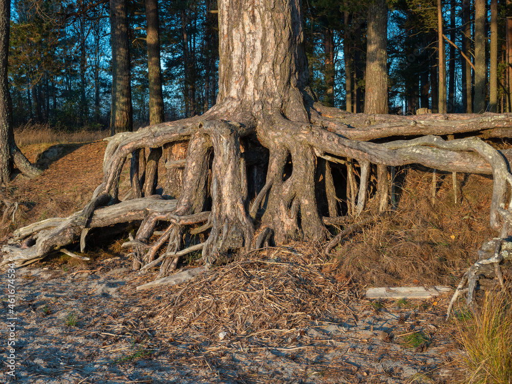 Big pine tree root growing by the lake