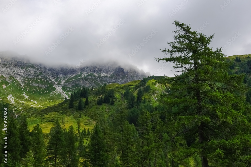 wonderful trees while hiking in the mountains with dense fog wonderful trees while hiking in the mountains with dense fog