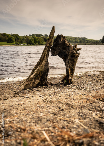 Driftwood on a Lake
