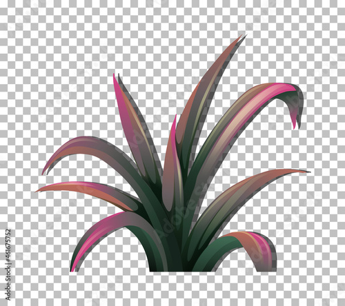 Tropical plant on transparent background