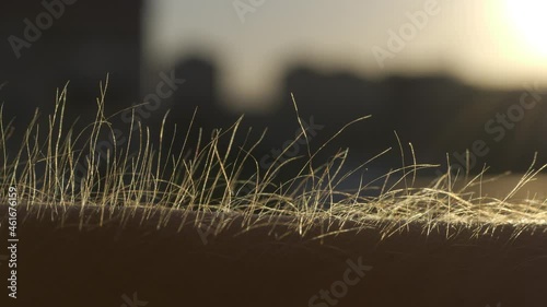 Getting Goose Bumps at Sunset, Macro, City Background photo