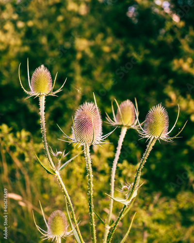 Isolated Thistle Heads