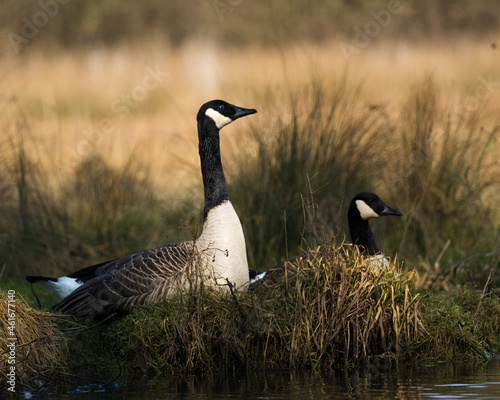 Pair of nesting Canada Geese on the bank of the Thames in Oxford © Conall