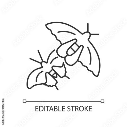 Butterflies of Singapore linear icon. National insects. Asian butterfly species. Nature park. Thin line customizable illustration. Contour symbol. Vector isolated outline drawing. Editable stroke