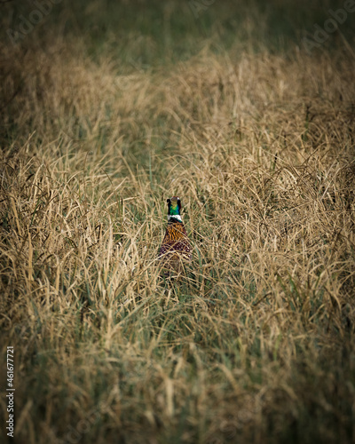 Lone male Pheasant walking away through the grass