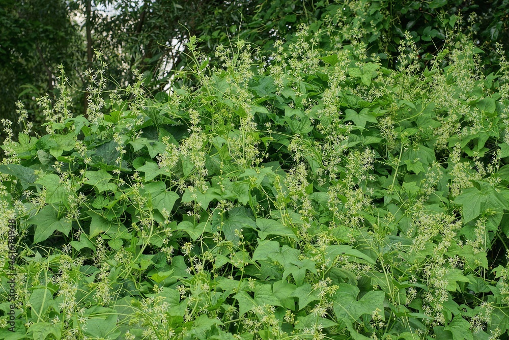 white flowers of wild cucumbers among green leaves in nature white flowers of wild cucumbers among green leaves in nature