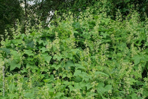 white flowers of wild cucumbers among green leaves in nature