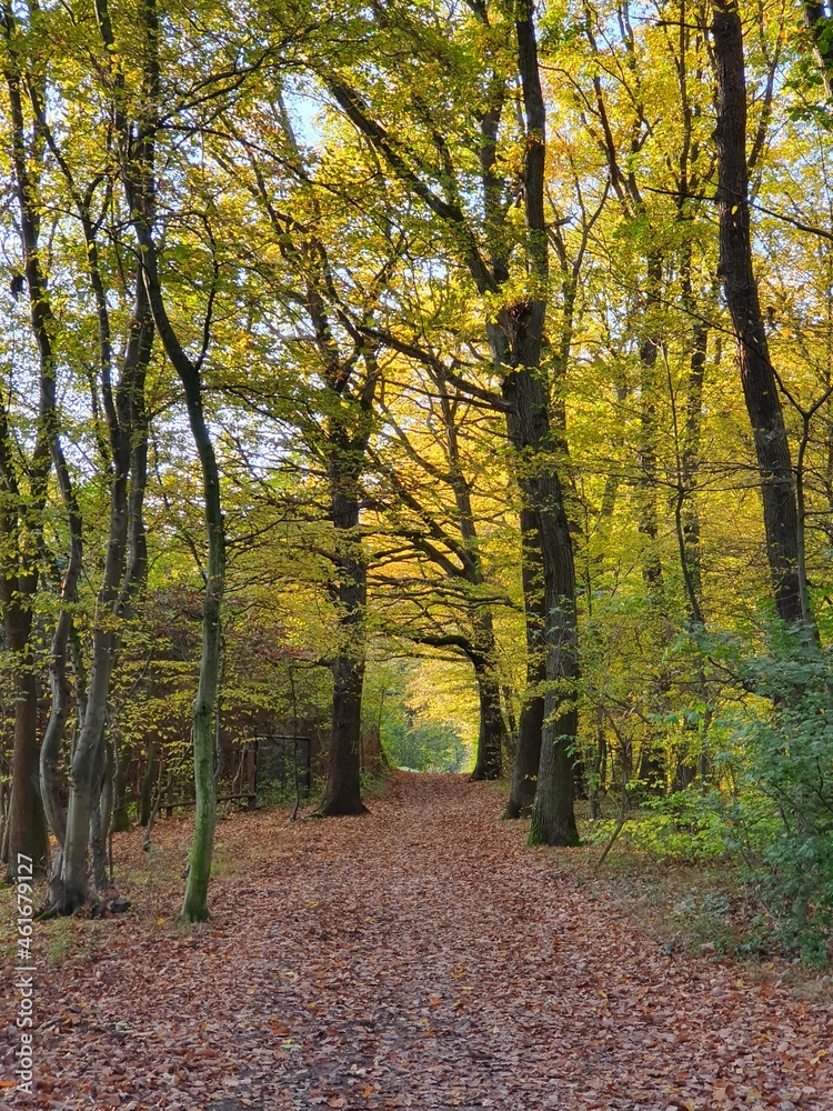 Obraz premium Beautiful way through the forest