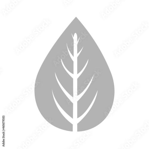 image of a leaf of a plant on a white background