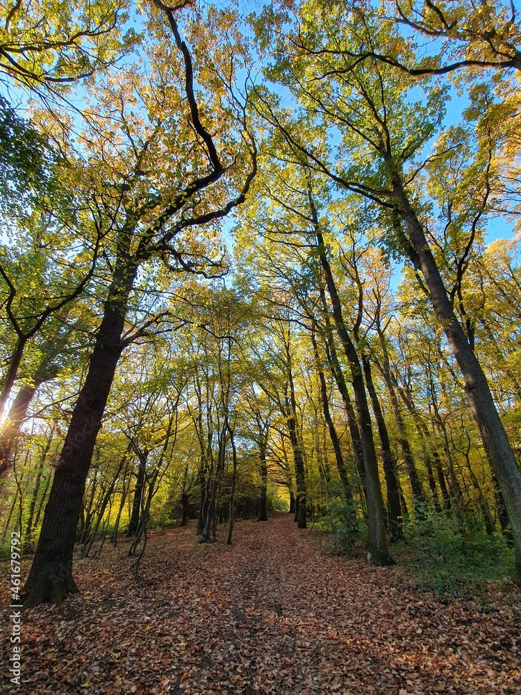 Beautiful way through the forest