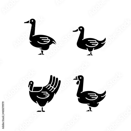 Waterfowl black glyph icons set on white space. Ducks and geese raising. Turkey growing. Livestock husbandry. Commercial poultry farming. Silhouette symbols. Vector isolated illustration