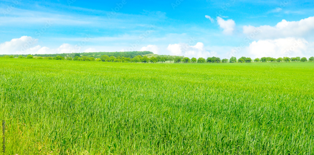 wheat field and blue sky. Wide photo. wheat field and blue sky. Wide photo.