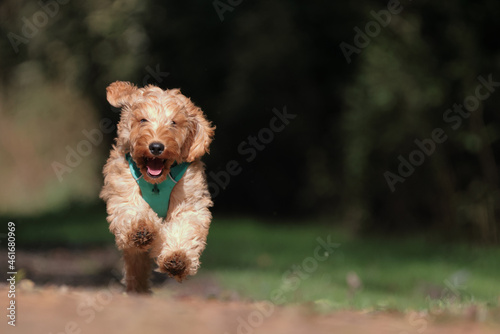 A very excited Cockapoo runs towards the camera