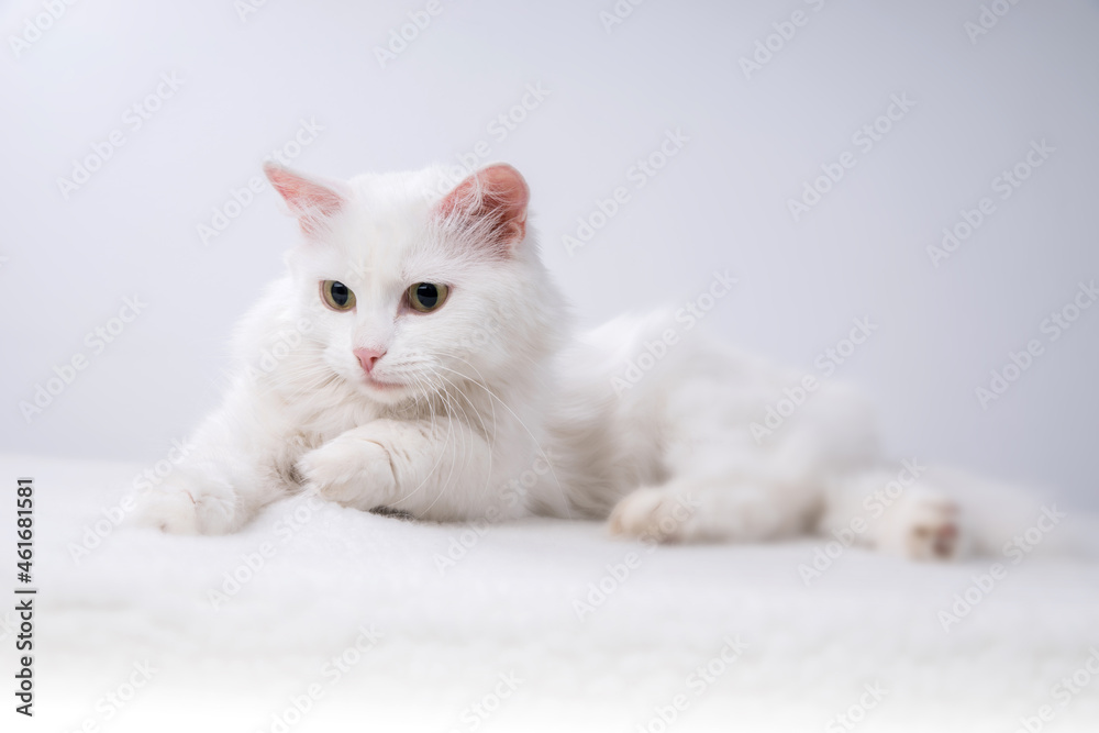 Pure white cat with turquoise blue eyes and pink defective ears