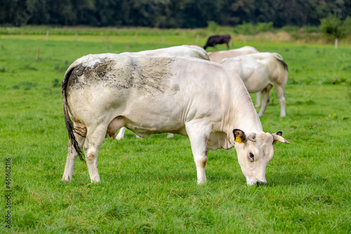 A group of cows walking on the green meadow, Grey bull and white heifer nibbling and eating grass on the field, Open farm with dairy cattle in countryside, Netherlands.